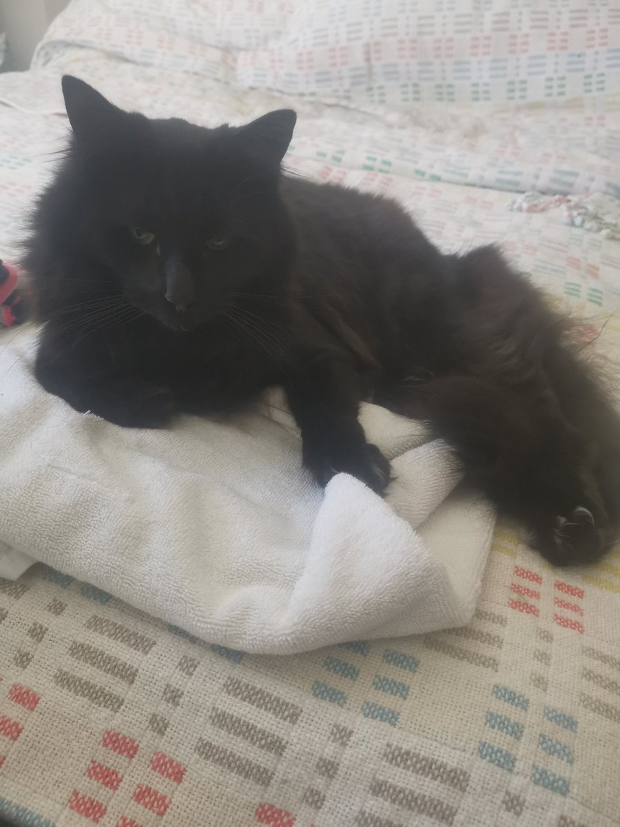 RupaulCat's tweet photo. Hi guys. Its been a while. Found a new favourite place to sit. What you been up to? https://t.co/RRFZfW9O6H