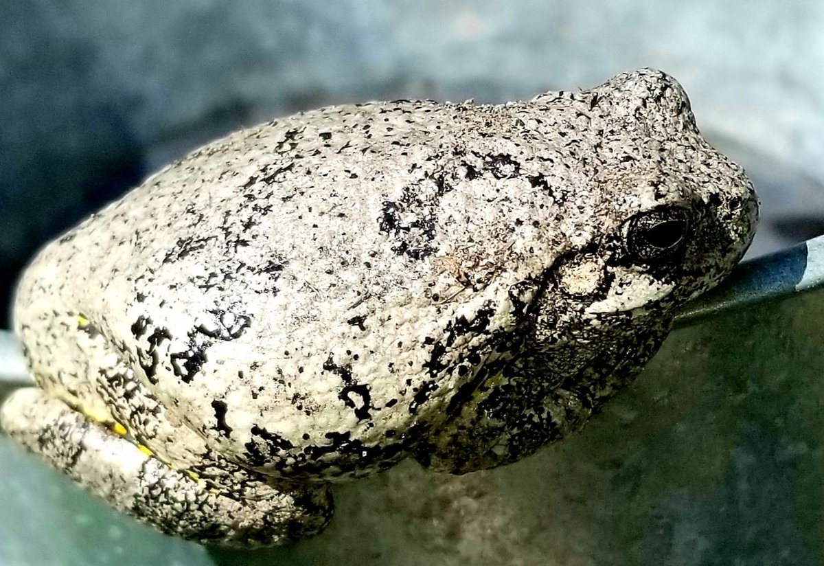 james_e_garratt's tweet photo. Look out kitchen window, notice large #GreyTreeFrog sunning on pail. Probably same individual who has dwelt nearby for several years. Note colour match. They can turn various shades of green, grey, brown https://t.co/e8nyhGNdZC