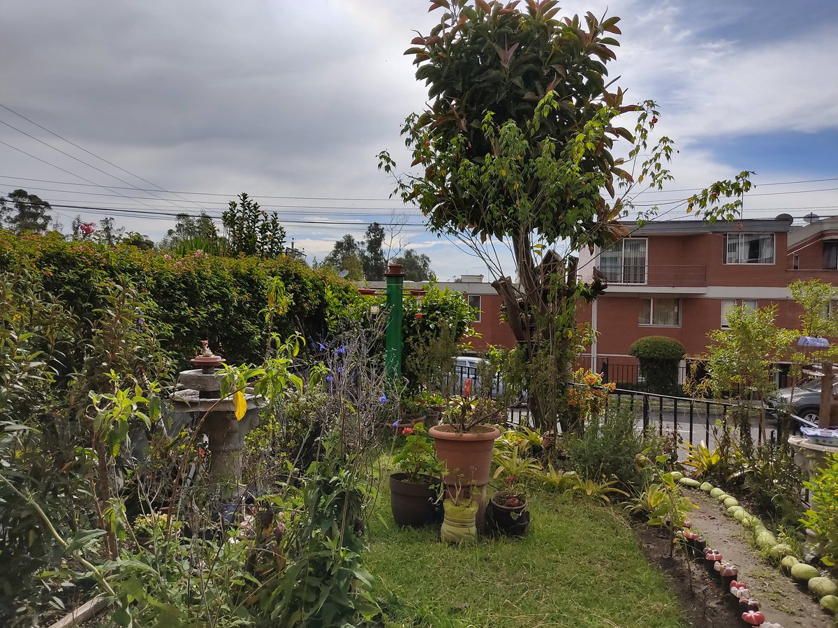 Sandy_ef's tweet photo. Y si aprovechamos este nuevo confinamiento para descubrir a los otros vecinos con los que convivimos, bajemos el ritmo de nuestra vida, escuchemos los sonidos, observemos con atención, sintamos la brisa, el calor, el olor, despertemos nuestros sentidos #DesdeCasa les propongo🧵👇 https://t.co/aDx097r8Xk