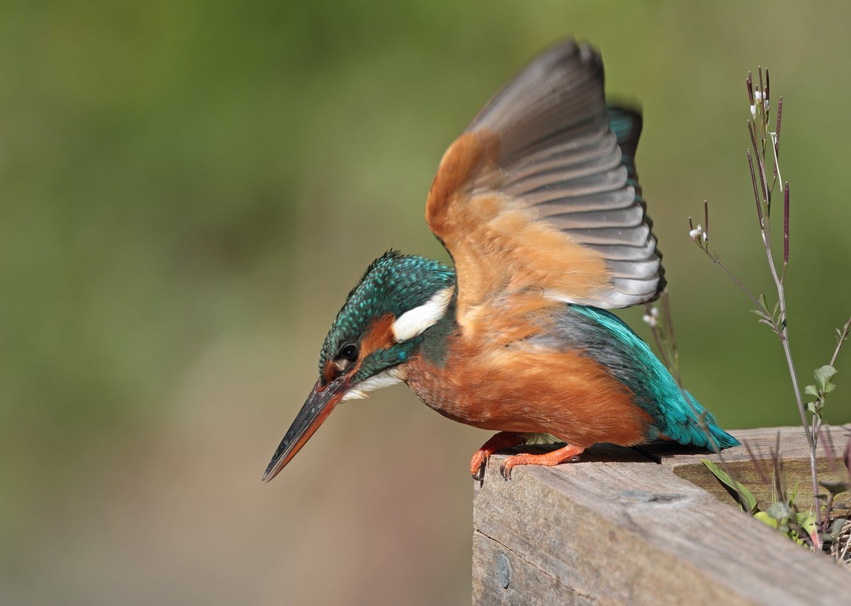 AllanChard's tweet photo. A very obliging female Kingfisher in the park this morning - I've never seen one look so green !! https://t.co/T31zReZy0T