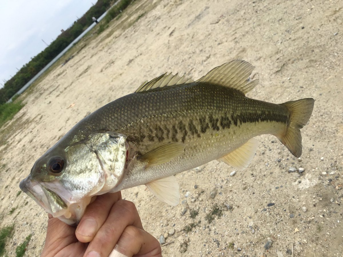 淀川のバス釣り 淀川のバス釣り