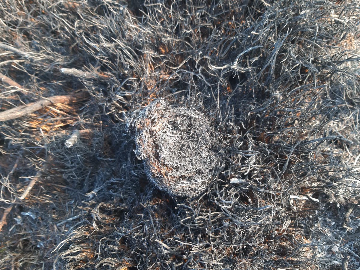 HenHarrierProj's tweet photo. We can confirm that an active Hen harrier nest was destroyed in yesterdays fire in Kerry and that the hunting grounds for 3 other pairs have been lost. Countless other animals were killed. We need a co-ordinated approach to deal with this. https://t.co/CAfQYJeIzS