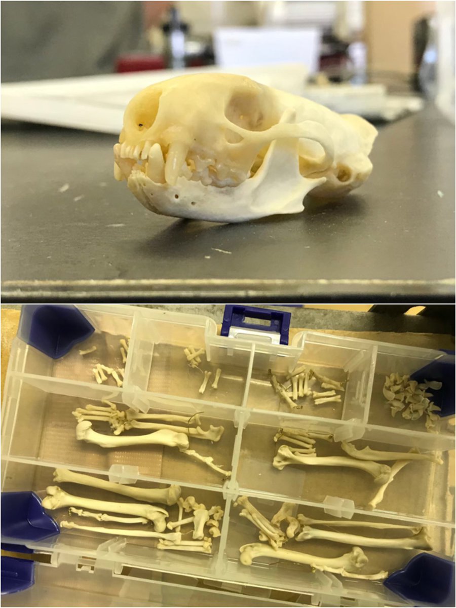 乾燥骨格標本は、生き物の骨を組み立てて作る標本です！まず骨を乾燥