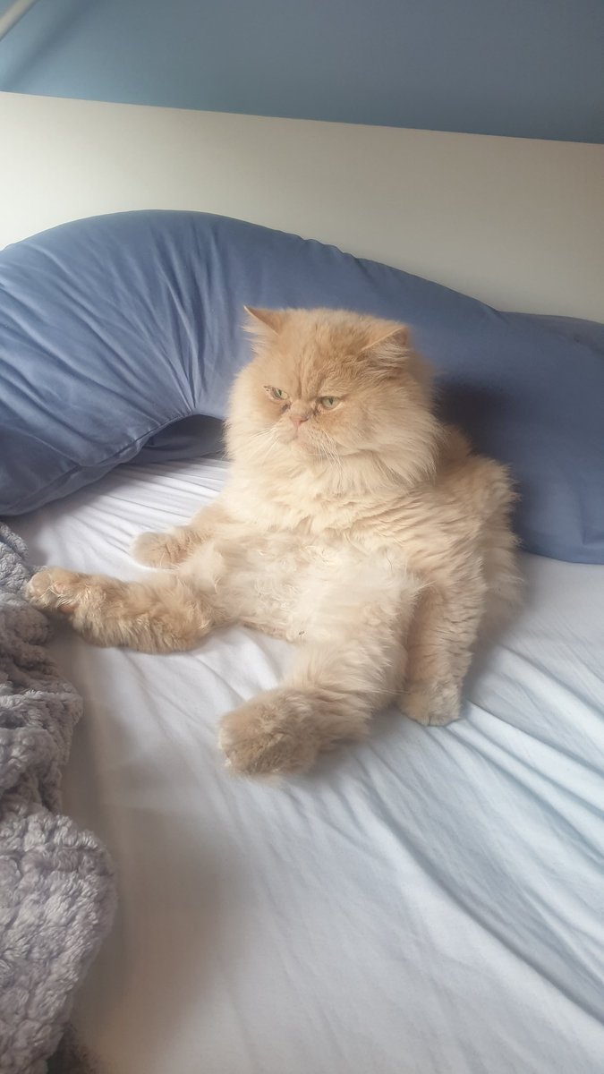 KelDFos81's tweet photo. Now do I get up? Or do I have a another hour 😹😹 #cats #CatsOfTwitter #sitslikeahuman https://t.co/jTd1XQ4A7v