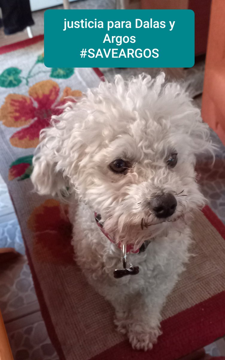 kailovait_Red's tweet photo. Es tanto pedir que devuelvan al perro?, me da mucha pena este caso porque me pongo en los pies de Dalas y siento la impotencia, rabia y pena de solo imaginar que me quitaran a uno de mis perros y aun sabiendo quien lo tiene no pudiera hacer nada por recuperarlo.
#SAVEARGOS https://t.co/1zYM7Y600s