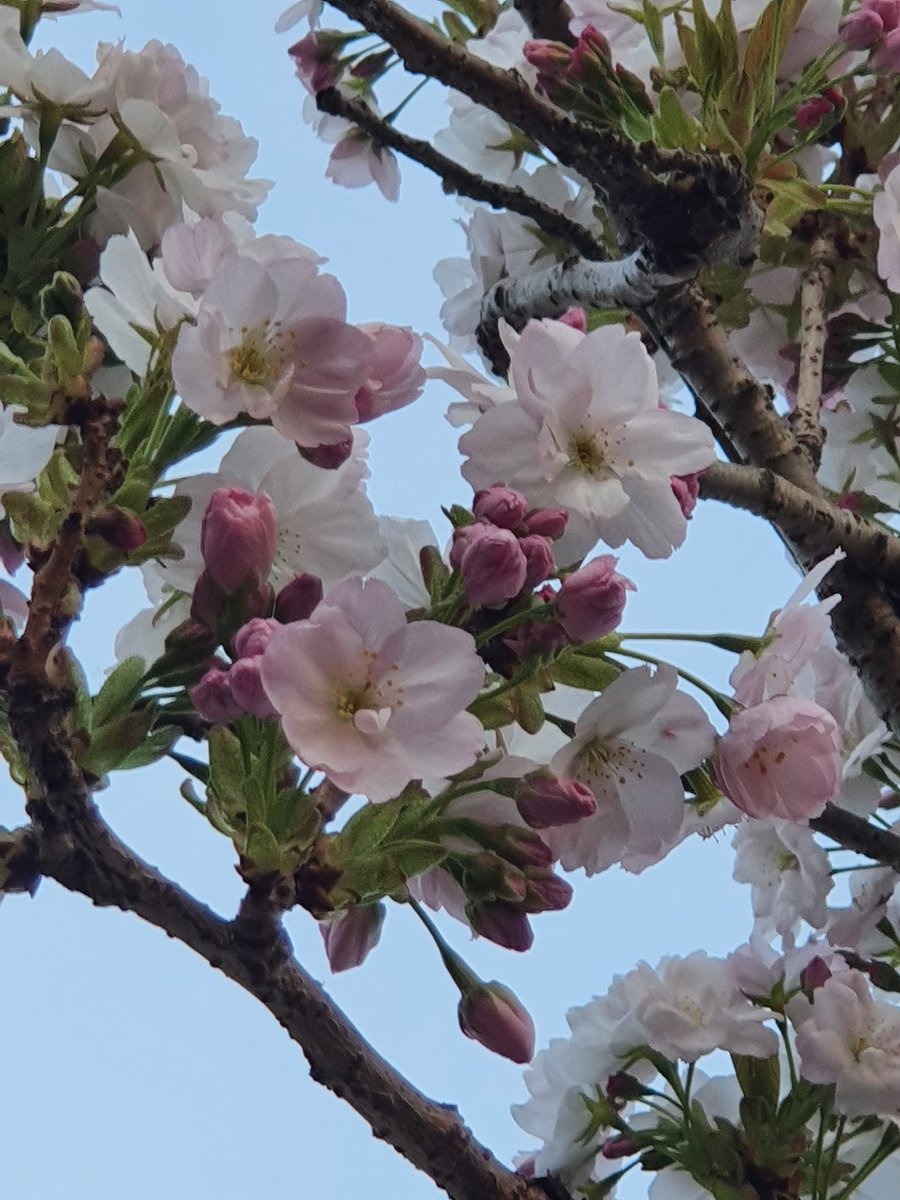 Bloomin' beautiful #BlossomWatch #GwleddYGwanwyn 🌸 @NTWales @nationaltrust