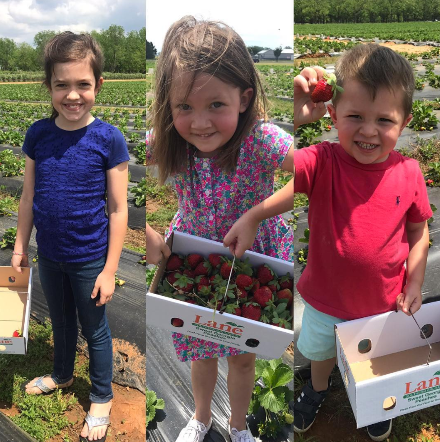 LaneSouthernOrchards (@lanesouthern) on Twitter photo What better way to teach the kiddos about where food comes from than a visit to Lane Southern Orchards to pick their own #strawberries!? 🍓 bit.ly/2FmWf3z
#StrawberryPicking <a href="/GeorgiaGrown/">GeorgiaGrown</a> <a href="/ExploreGeorgia/">Explore Georgia</a> What better way to teach the kiddos about where food comes from than a visit to Lane Southern Orchards to pick their own #strawberries!? 🍓 bit.ly/2FmWf3z
#StrawberryPicking <a href="/GeorgiaGrown/">GeorgiaGrown</a> <a href="/ExploreGeorgia/">Explore Georgia</a>