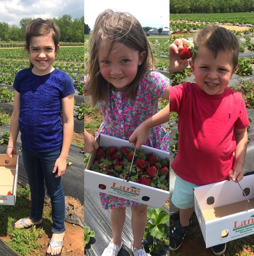 What better way to teach the kiddos about where food comes from than a visit to Lane Southern Orchards to pick their own #strawberries!? 🍓 bit.ly/2FmWf3z #StrawberryPicking @GeorgiaGrown @ExploreGeorgia