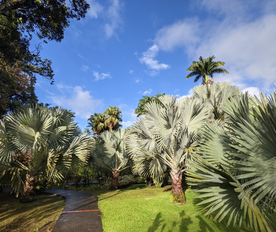Balata sous un ciel bleu azure ... ☀️🌴

*𝘙𝘢𝘱𝘱𝘦𝘭 : 𝘓𝘢 𝘤𝘳𝘪𝘴𝘦 𝘴𝘢𝘯𝘪𝘵𝘢𝘪𝘳𝘦 𝘦𝘵 𝘦́𝘤𝘰𝘯𝘰𝘮𝘪𝘲𝘶𝘦 𝘯𝘰𝘶𝘴 𝘤𝘰𝘯𝘵𝘳𝘢𝘪𝘯𝘵 𝘥𝘦 𝘧𝘦𝘳𝘮𝘦𝘳 𝘥𝘦 𝘯𝘰𝘶𝘷𝘦𝘢𝘶 𝘵𝘦𝘮𝘱𝘰𝘳𝘢𝘪𝘳𝘦𝘮𝘦𝘯𝘵.

#balata #nature #jardin #martinique
