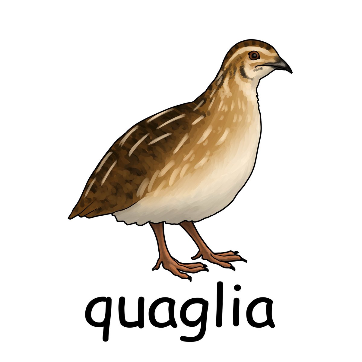 毎日イラストイタリア語 V Twitter ウズラ Quaglia クアッリャ 狩りの際に獲物のウズラがあっちこっち飛び跳ねて逃げ回るように 政治家が自身の利益のためなどの理由から所属する政党を前触れもなく変更する様子をsalto Della Quaglia ウズラのジャンプ と言います