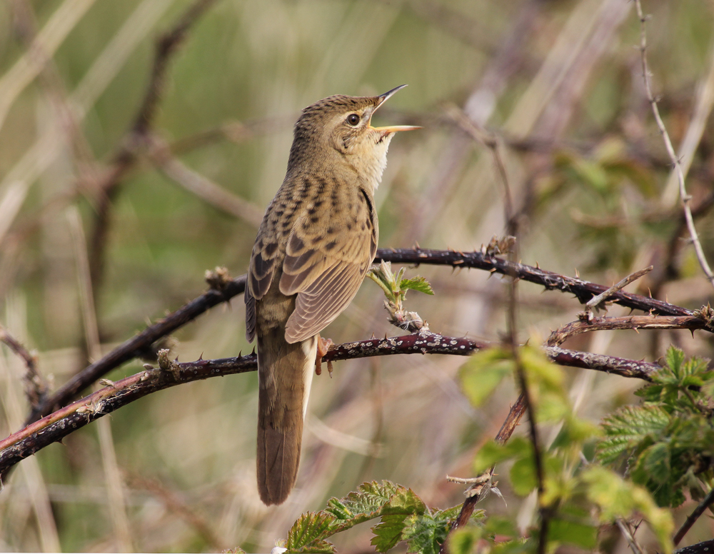 DaveHobbyHutton's tweet photo. Grasshopper Warbler (Middleton Lakes RSPB, Staffs 24/4/21) Taken with the Sigma 300-800f5.6 + 2x conv Manual focus https://t.co/ubtTGLx0ue
