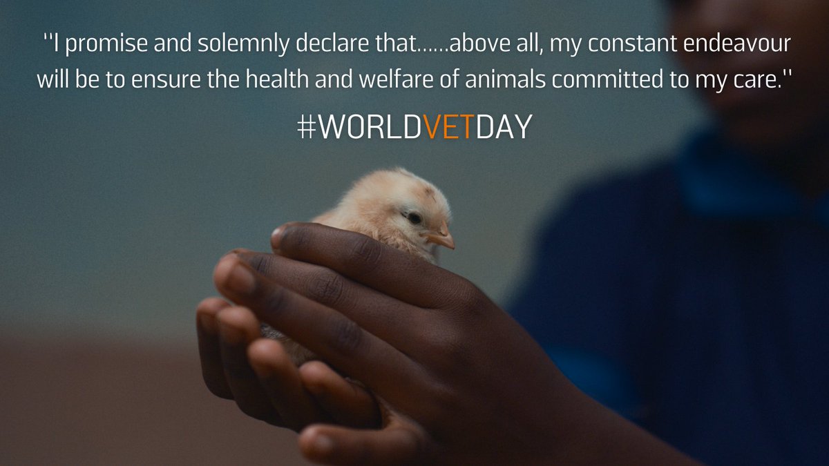 Brooke 🐴🧡 tweet media