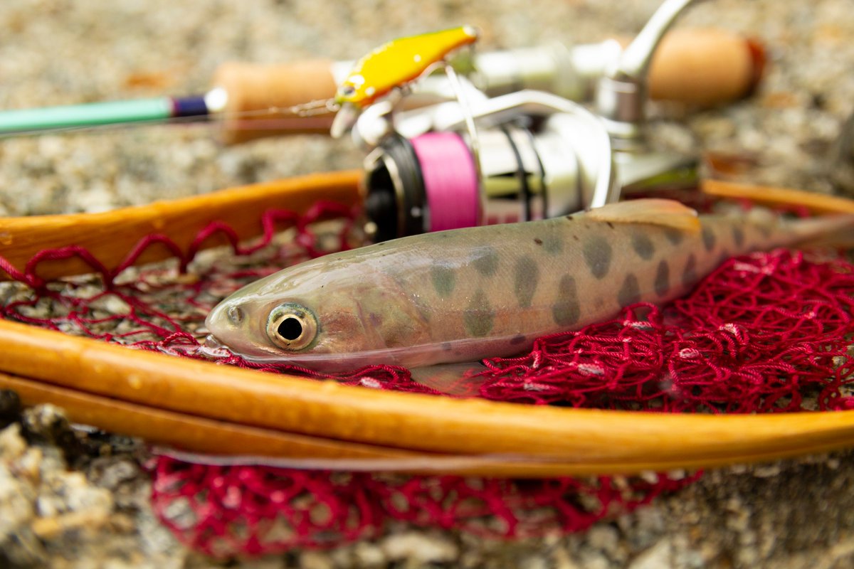 パームストラウトルアーで釣れた