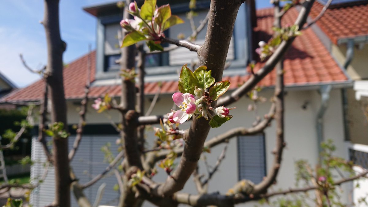 Herrlich und wunderschön #apfelblüte 😍