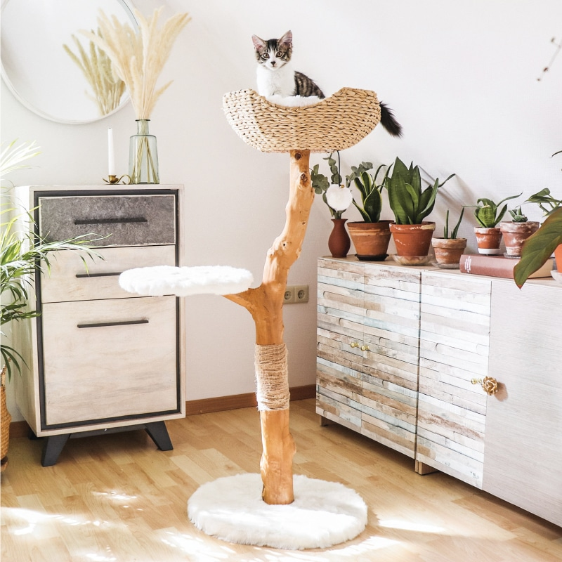 NicolesChoice1's tweet photo. Ends 4/30
#Win FREE Wooden CAT TREE Condo from
@Morris_Animal & @ModernCatMag!!
https://t.co/L707ZkevZO
#Wooden #CatTree #MorrisAnimalFoundation #catlover #cats https://t.co/VYYI8CEfEP