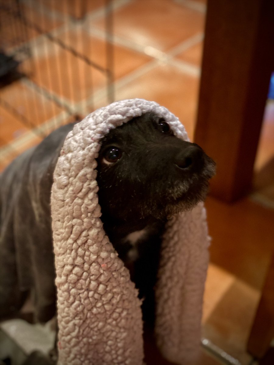 Good morning cuties, who should I have my eyes on to join <a href="/OmenOrigins_/">Omen Origins</a>  👀👾