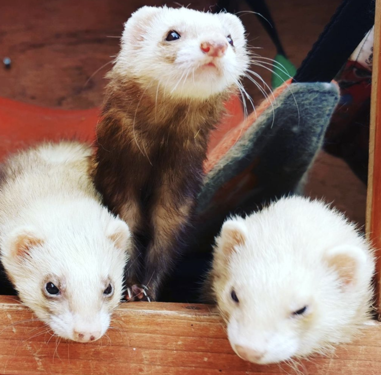 AlphaFeeds's tweet photo. Things to consider when rescuing / rehoming a ferret...🐾 

We know rehoming a pet is a huge decision and commitment for any pet owner. 
So we have a blog that is filled with useful tips and information here:
https://t.co/oPc1hCzGV8

#Ferrets #Alpha #Feeds https://t.co/0RqeVrNurT