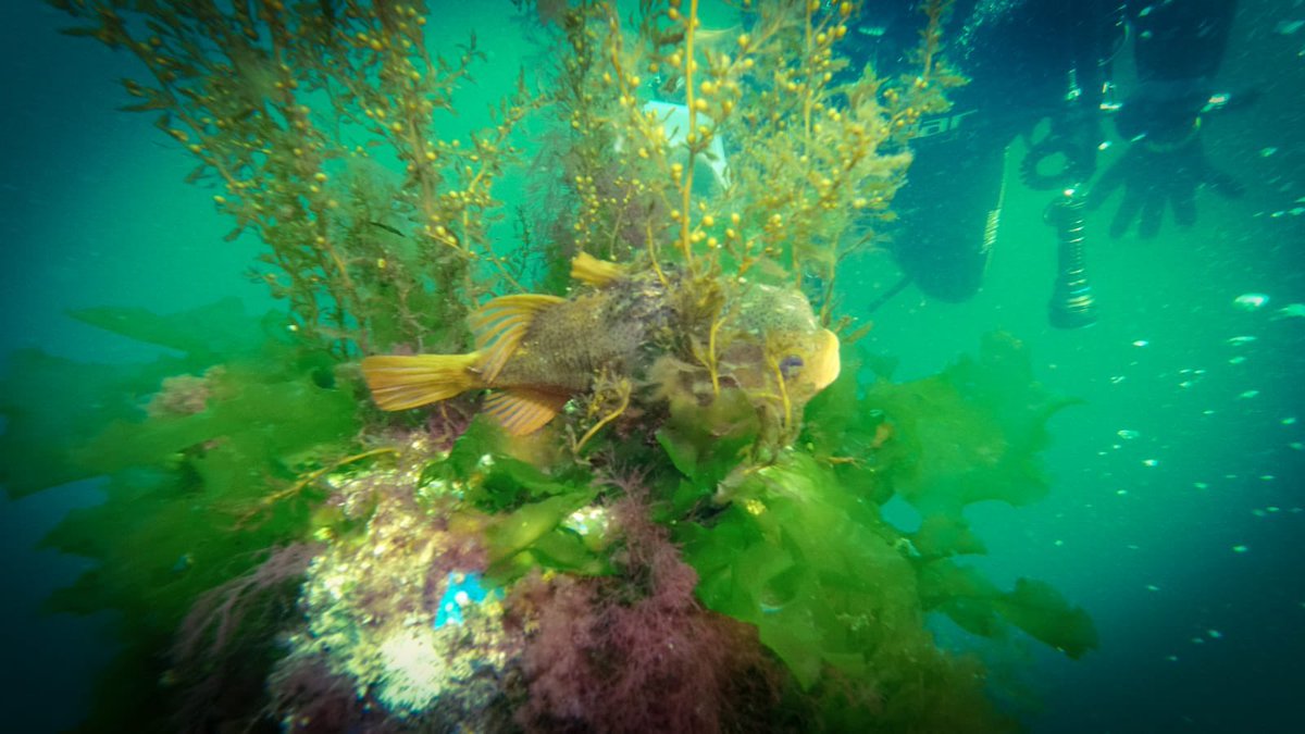 sverhoef's tweet photo. Mooie duik gemaakt bij Bergschediepsluis vandaag! 🤿
Onwijs goed zicht en een snotolf gespot! 🐡
Credits voor de foto van de snotolf zijn voor @arnohueting. 👌🏻 #duiken #bergschediepsluis #snotolf #zicht6m #watertemp10graden https://t.co/47g364AZpz