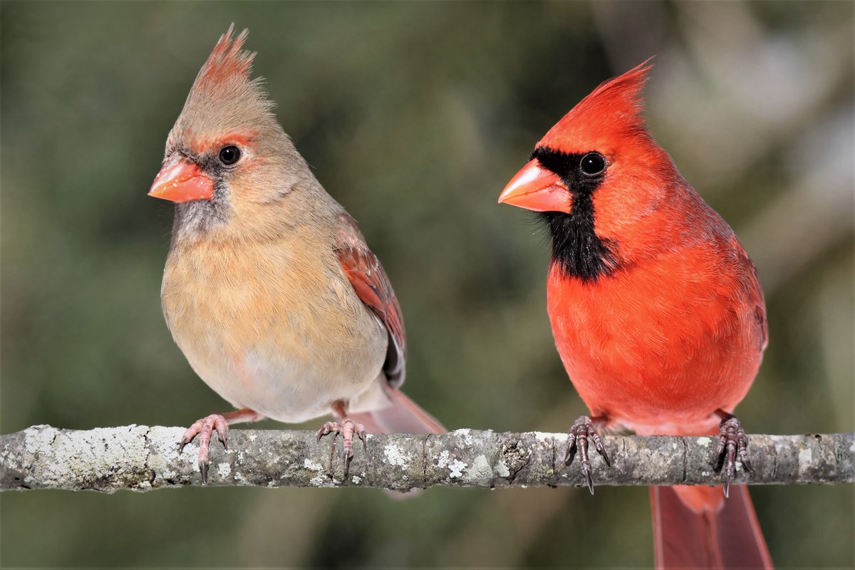citymississauga's tweet image. *tweet, tweet* Happy #GoBirdingDay!
#Mississauga is home to a variety of bird species! Grab those binoculars & see if you can spot a:
🐦Blue Jay
🐦Cardinal
🐦Woodpecker
🐦Chickadee
🐦Robin
Tag us in your bird snaps for a chance to be featured on our channels! @MississaugaPF