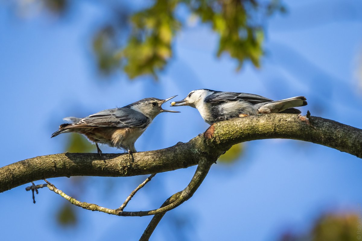 Courtship Feeding behavior between an adorable pair of White-Breasted Nuthatches! Taken in my backyard, April 2021.

#whitebreastednuthatch #allofeeding #birdtwitter