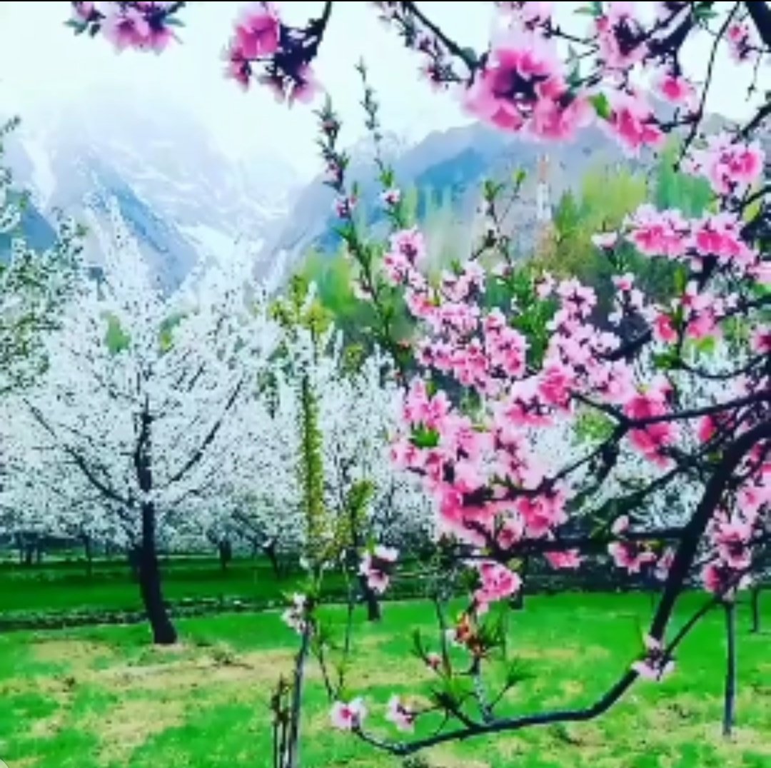 nabeer_mir's tweet photo. Ghizar Valley, Gilgit Baltistan, Pakistan
Photography 😜
#Ghizer #ghizervalley #valley #GilgitBaltistan #gilgit_heaven_on_earth #Pakistan #chalchalen https://t.co/pXWZLjwhfW