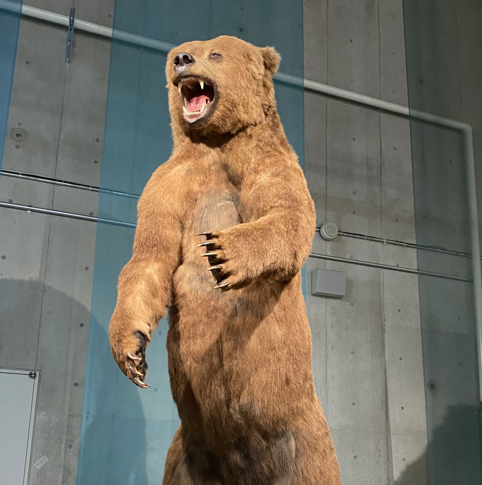 えりん 最近絶滅した動物のことについて気になって調べていたので ニホンカワウソの標本も生で見れて嬉しかったです 私の好きな爬虫類両生類も大活躍でした あ 生き物は素晴らしいな 大地のハンター展 国立科学博物館 T Co