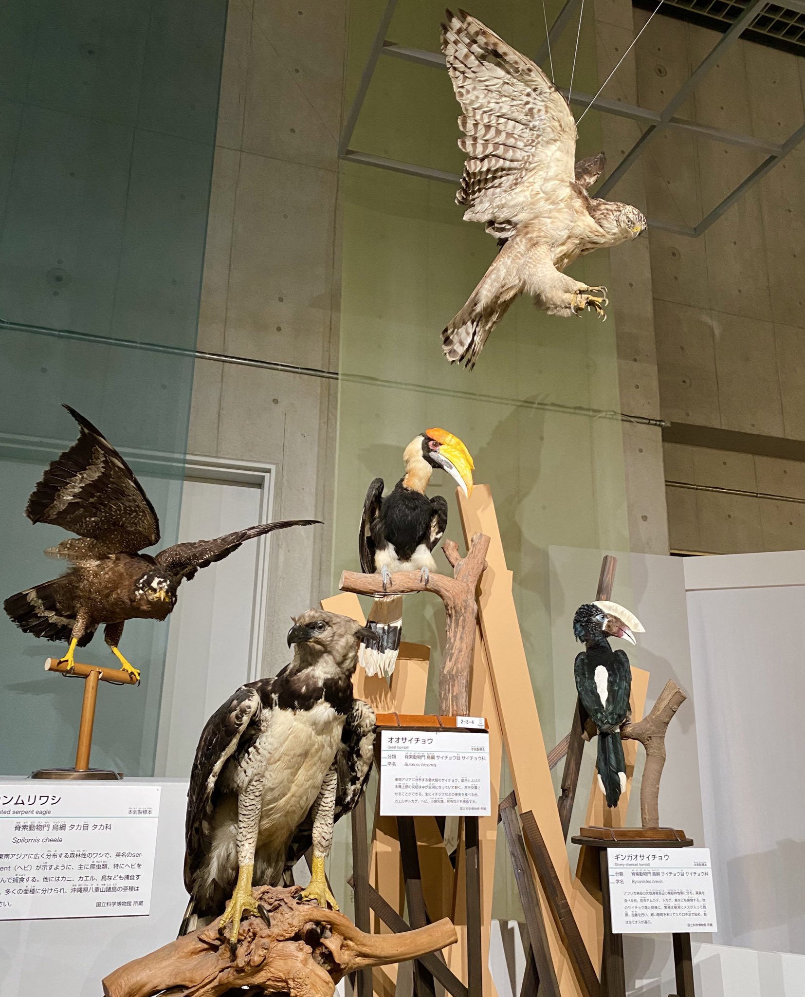 えりん 最近絶滅した動物のことについて気になって調べていたので ニホンカワウソの標本も生で見れて嬉しかったです 私の好きな爬虫類両生類も大活躍でした あ 生き物は素晴らしいな 大地のハンター展 国立科学博物館 T Co