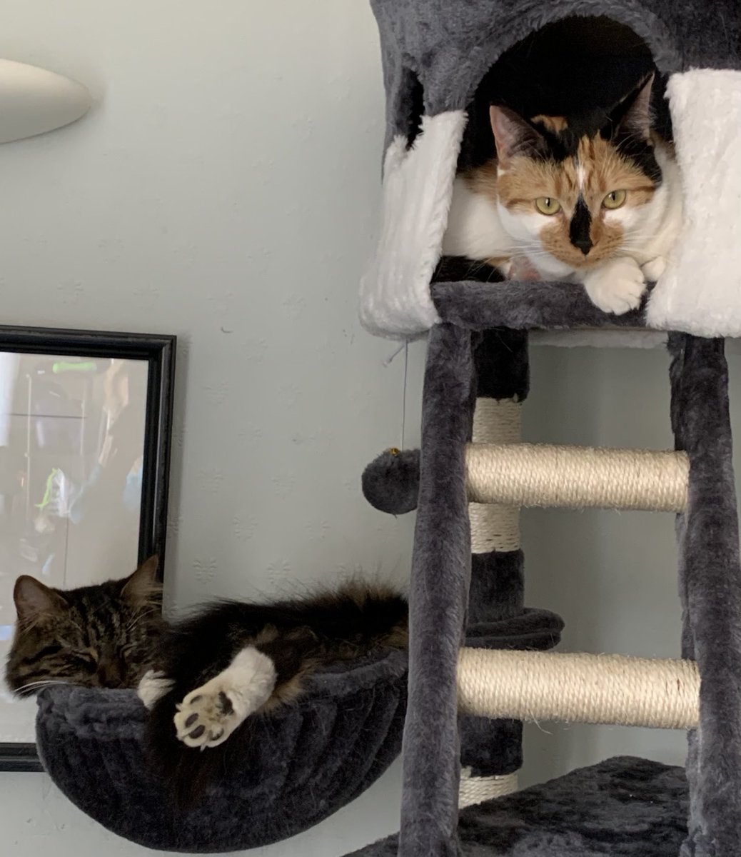 carabwilliams's tweet photo. Well it is Caturday after all #Caturday #CatsOfTwitter #Cats #MercerPets https://t.co/LQN5OIDiaQ
