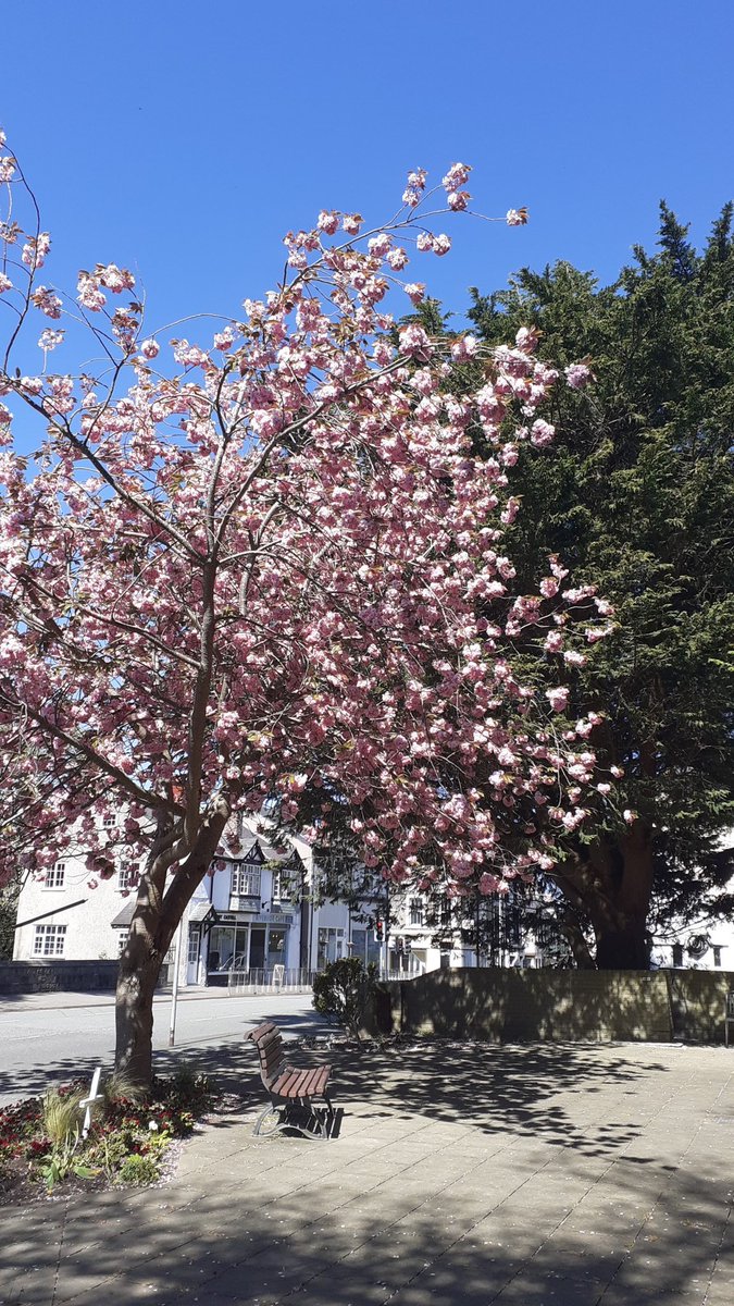 Looking beautiful for #BlossomWatch #GwleddYGwanwyn @NTWales @nationaltrust @YGCymru