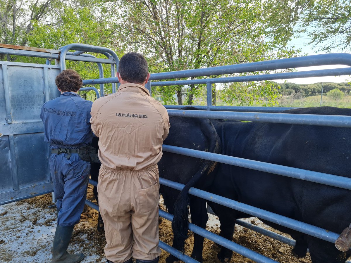 AecraniN's tweet photo. ✍ Pesar y medir los animales jóvenes para la valoración genética #ProgramaCria 🤠🐃
#Avileño #100x100nuestro #EXTENSIVA #ElCampoNoPara https://t.co/JEsdAr3r09