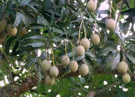 Tweetsains בטוויטר 3 Bacang Mangifera Foetida Pernah Dengar Peribahasa Bau Bau Bacang Ha Ini Lah Buahnya Dikatakan Getah Buahnya Boleh Menyebabkan Gatal Jika Terkena Pada Kulit Peribahasa Bau Bau Bacang Bermaksud Pertalian Saudara Yang