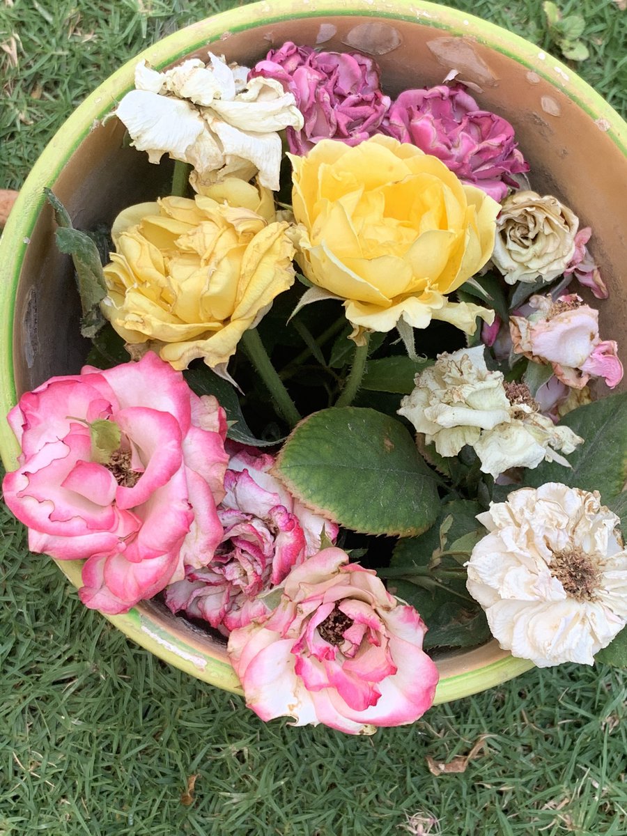 الحمد لله على عين مبصره وجسد معافى وقلب ينبض بذكرك. 
قطف الورد وتجفيفه للاستفاده من استخداماته المتعدده. 🥀🥀