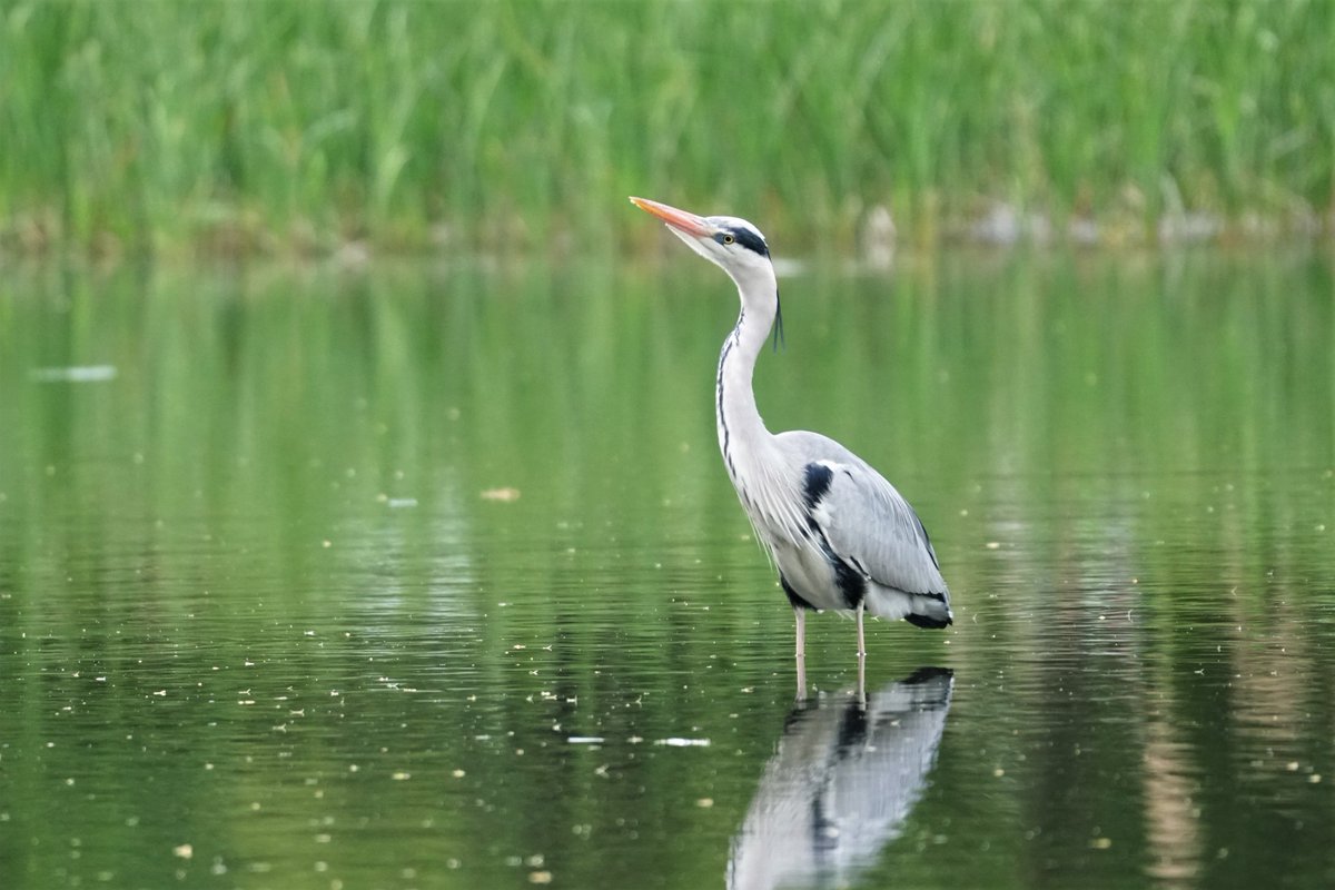 アオサギがやたら空を気にしているので何がいるのかと見上げたら予想外の物体が そんなバカな 笑 Togetter
