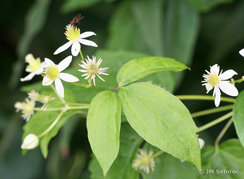 #OhioNativePlantMonth Day 24 - Woodbine/Virgin's Bower (Clematis virginiana) Vigorous vine with mildly aromatic white flowers that bloom from August - October. It is best used in native plant gardens and woodlands. <a href="/WaterLandLife/">WesternPAConservancy</a> <a href="/TinkersCreek_WP/">TinkersCreek_WP</a> leapbio.org/native-plants