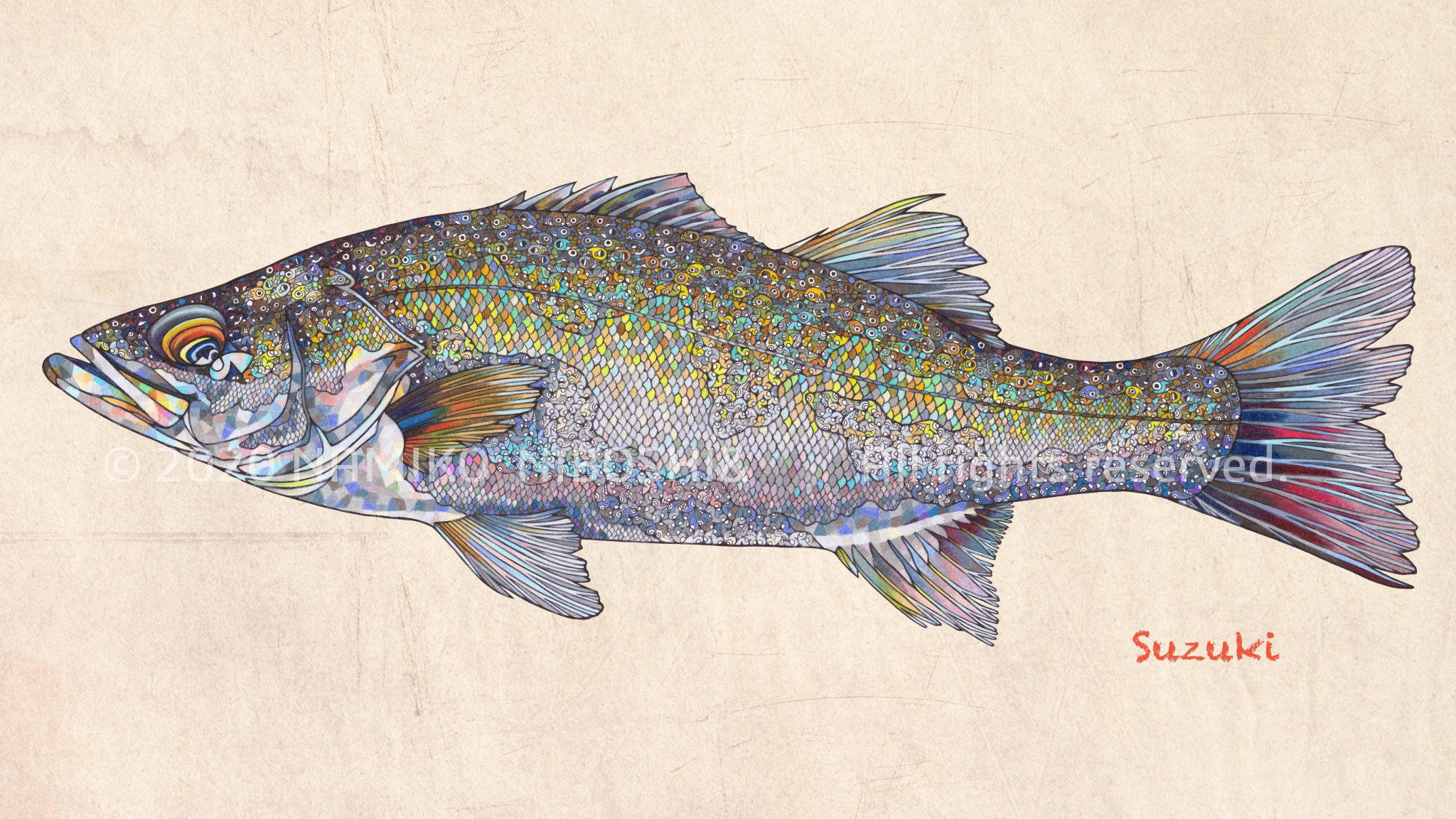 Namiko A Twitter イラスト図鑑 スズキ File242 イラスト 魚 スズキ シーバス Namiko A Twitter イラスト図鑑 スズキ File242 イラスト 魚 スズキ シーバス