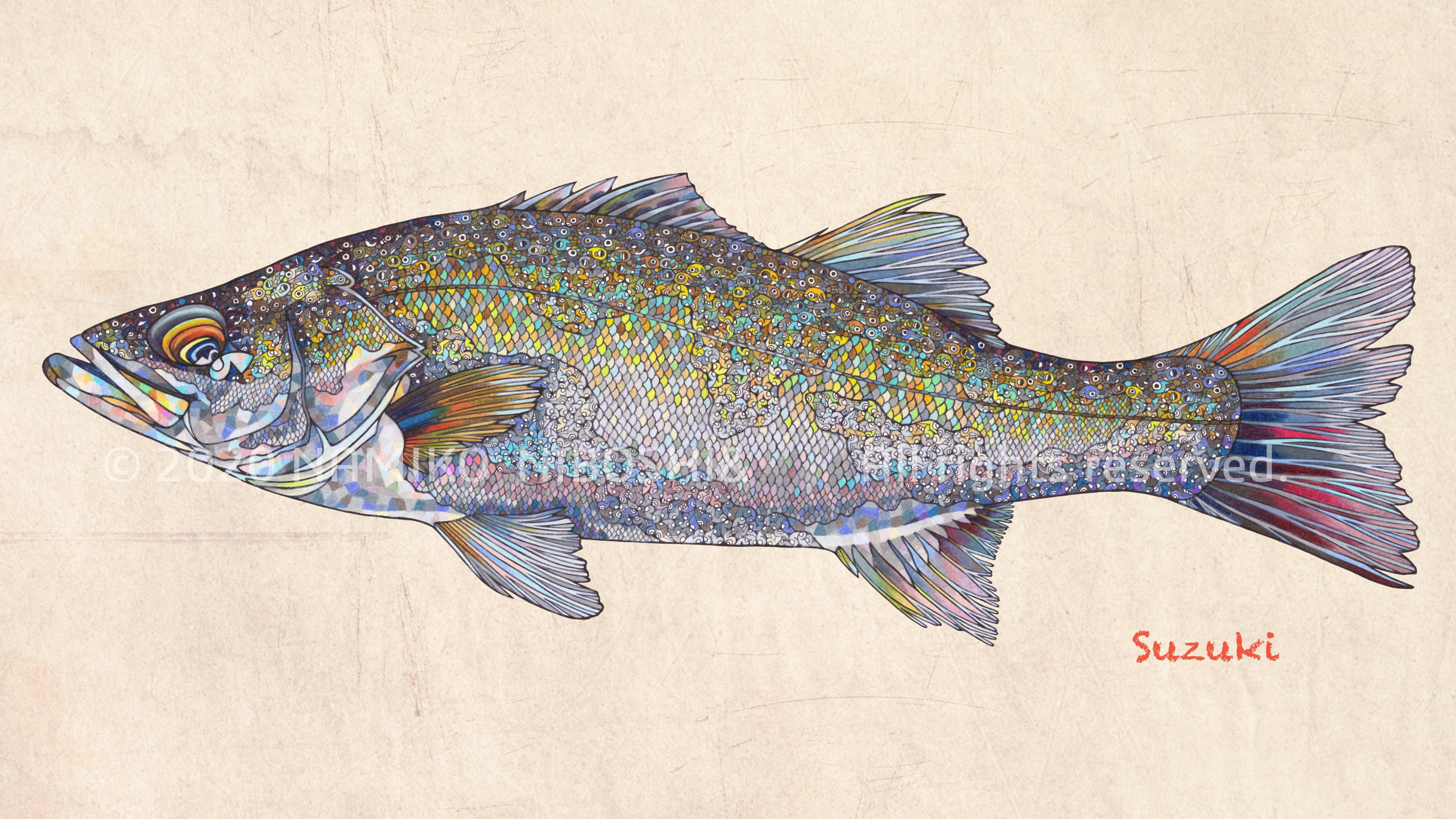 Namiko Niboshi Al Twitter イラスト図鑑 スズキ File242 イラスト 魚 スズキ シーバス T Co Qfw5svl9a4 Twitter