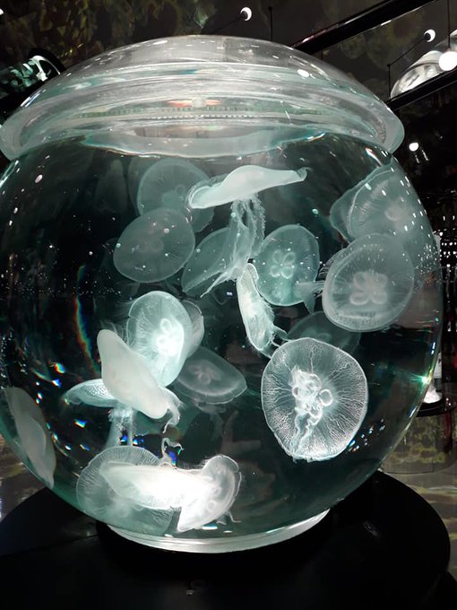 水槽のtwitterイラスト検索結果