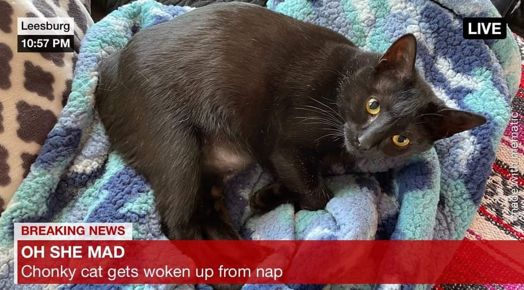 jludemann's tweet photo. @19neeko @zcarlbom @jen_lueck #Caturday https://t.co/6Onb1EFW41
