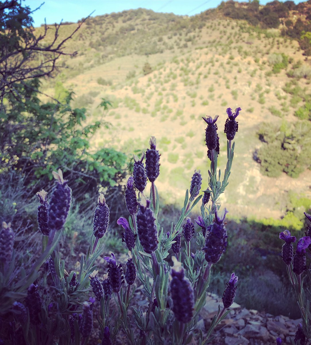 PlegadesA's tweet photo. “Té l'espígol callada resplendor
com si tot ell esdevingués olor i ens reca de deixar-lo tan endins del vent i dels camins, com de collir-lo...” Jaume Agelet #capderuc #espígol #avellanadecoster #priorat #plegadesamà https://t.co/FRdtEXar9n