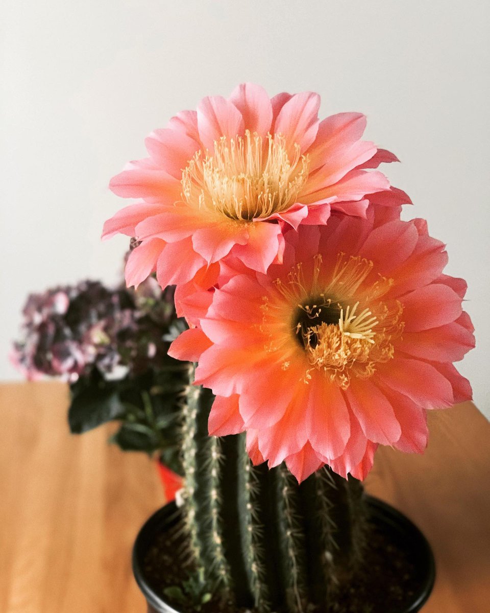 exploremamabear's tweet photo. Full bloom, so pretty 😍 and makes the space smells like spring.
.
.
.
#spring bc #canada #insidecanada #flowers #plantsofinstagram #flowersofinstagram #bloom #blooming #cactus #EarthPix #OurPlanetDaily #exploremamabear #cacti #cactiofinstagram https://t.co/4PcnGL6alc