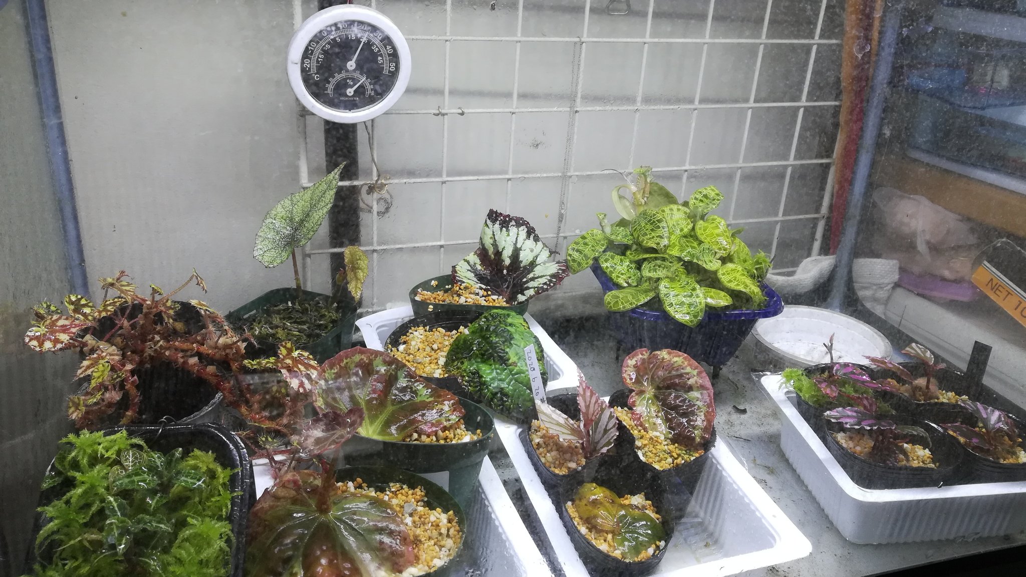 美穂 下手くそカミングアウト ぼっち下手くそなんです 溶けるっていうよりは はしっこから変色 枯れ しちゃうパターン ベゴニアの先輩方 何故でしょう 湿度は70 くらい 隙間ありled栽培です 挿し芽でやっとこさ更新してます ベゴニア