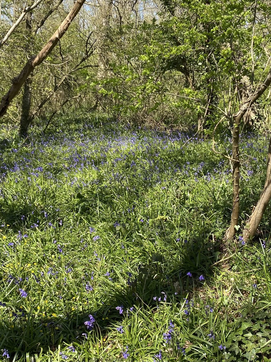 rogersanders's tweet image. One of my favourite spots on the Isle of Wight. The copse where we made camps when we were kids #caulkhead #shalfleet #IsleofWight
