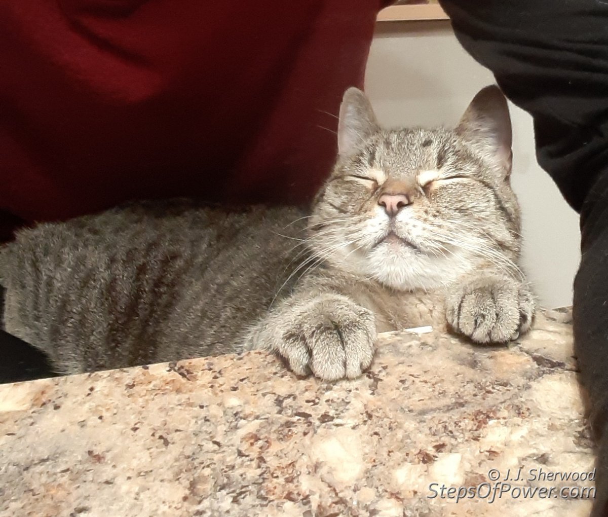 Francis is living his best life!

#cats #CatsOfTwitter #pics #pictures #animals #cute