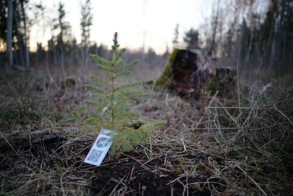 TreeRiseNFT's tweet image. We got 3 beautiful trees planted and issued as NFTs!

Check them out at rarible.com/treerise