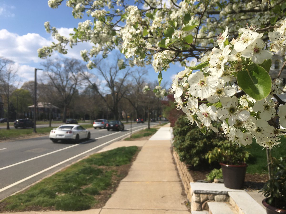 Arborway Part 2. More cars, unfortunately, but the arbors here are much more prominent. Plus, some of the most opulent houses in JP round out the landscape here. I almost want to ring a doorbell, just to see who lives in these things.5/