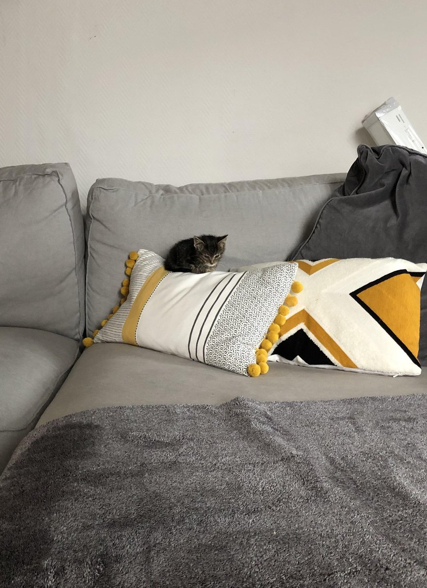 ShouldHaveCat's tweet photo. https://t.co/O3IQ9sCSDC