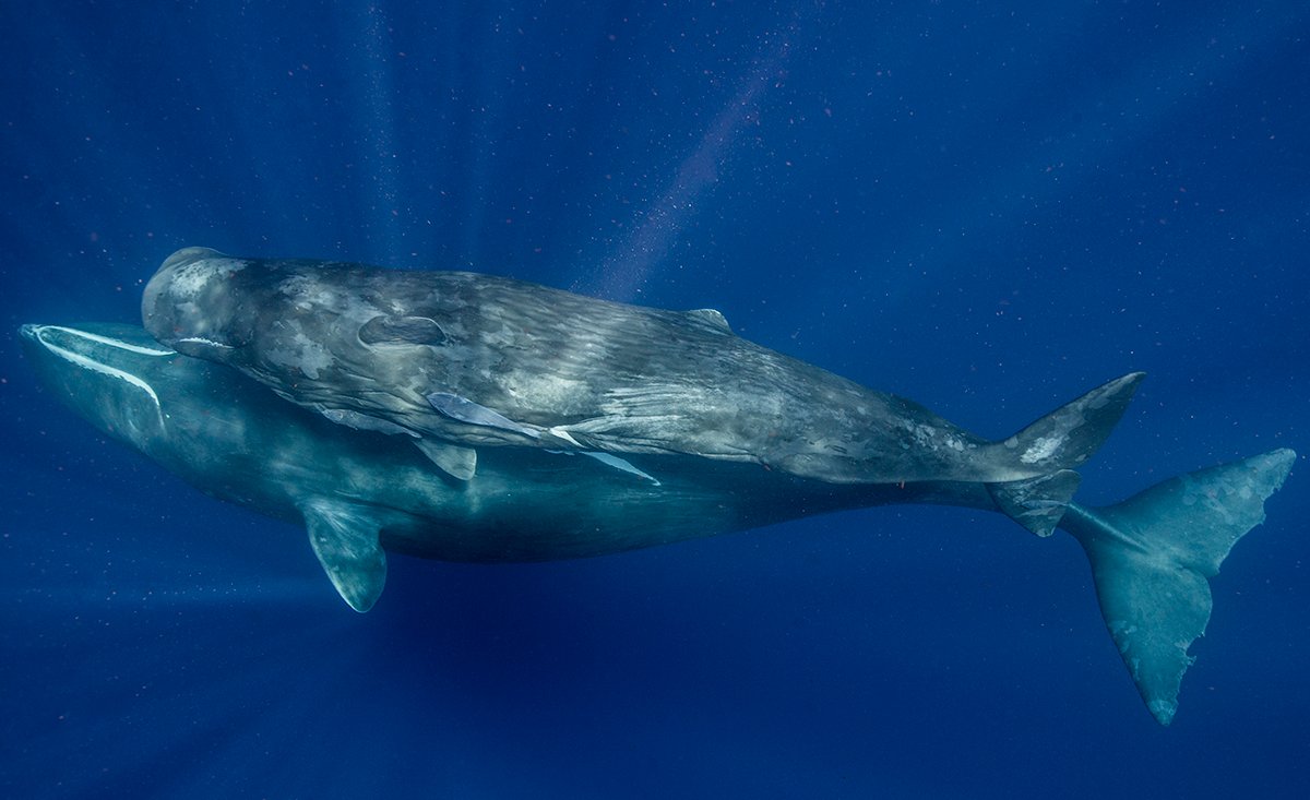 What if humans could communicate with #whales?
@projectceti is working with Texas A&M GERG to build 3 massive buoys & moorings, deployed in 2,000-2,500 meters of water, to monitor & understand whales' vocalizations: https://t.co/y1wnsxhHR1
#tamu #AggieGeoscientists https://t.co/sayi31BfX3