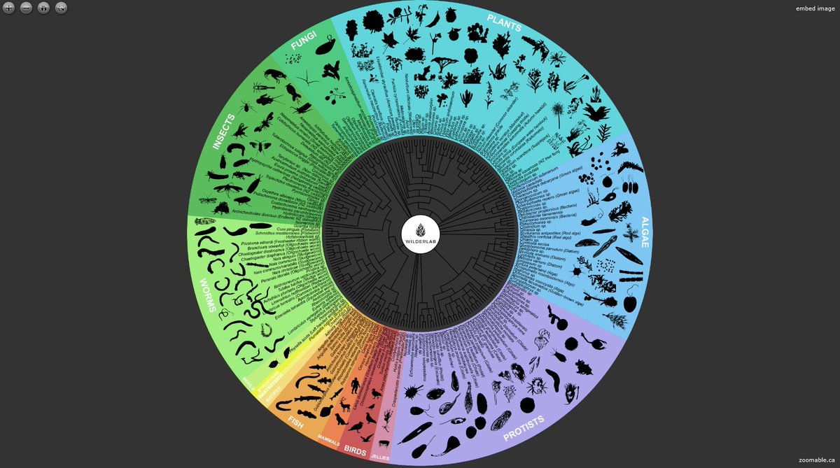 Check out the species diagram in Hutt River, New Zealand created by <a href="/wilderlabnz/">Wilderlab</a>. The diagram is zoomable and it's at the end of the article.

Learn more at <a href="/NZStuff/">Stuff</a>:
stuff.co.nz/environment/30…

#huttriver #nz #zoomable #species #diagram