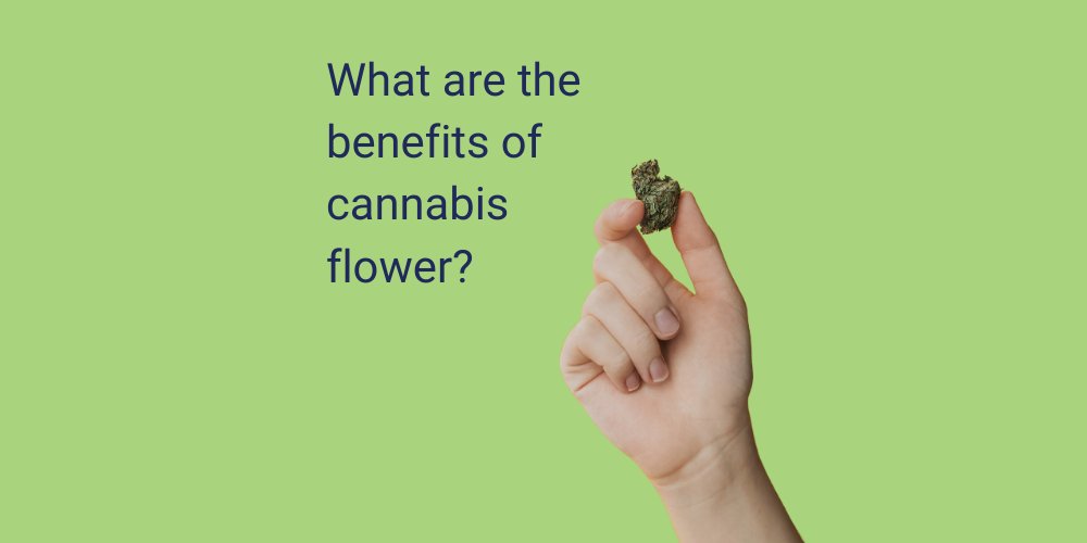 LucidaClub's tweet image. Curious about enjoying cannabis, the traditional way? You may enjoy smoking for its benefits including:

👉 Quick &amp;amp; Easy.
👉 Choose your effect.
👉 Perfect for beginners!

Read more about how you can enjoy the benefits of flower on our website. shr.link/e4n5v