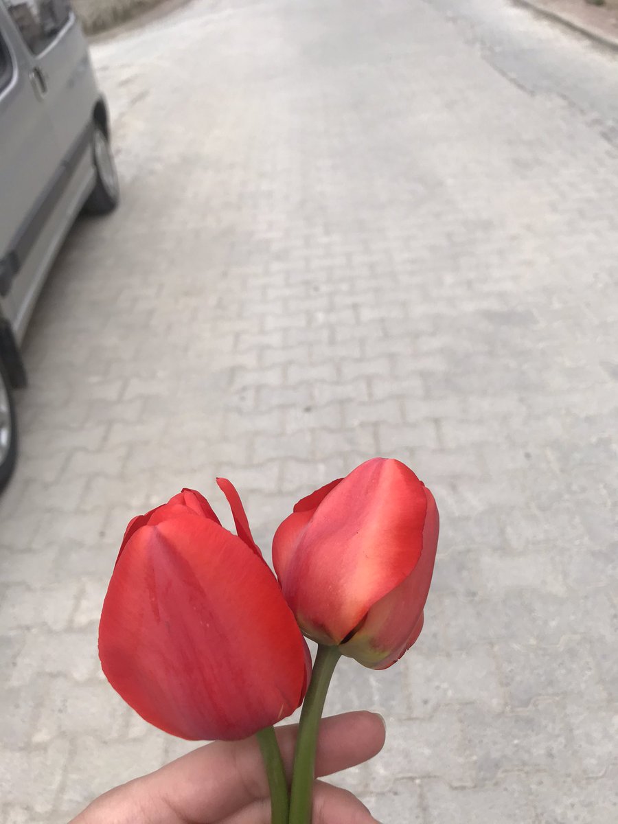 Polen alerjim olmasına rağmen geri çeviremediğim hediye.Suriyeli 4 5 yaşlarında kız çocuğu yolda uzattı verdi.